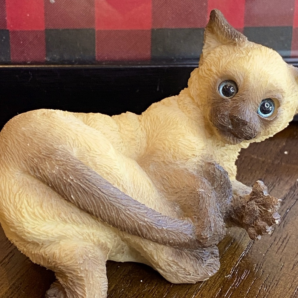 Playful scene kitten